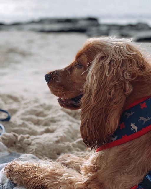 Puppies and Pancakes dog-friendly holiday apartments in queensland, western australia, and new south wales